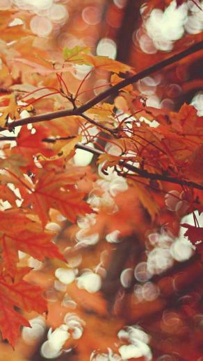 Autumn Maple Leaves iPhone Wallpaper HD