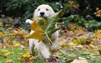Labrador Remington Wallpaper