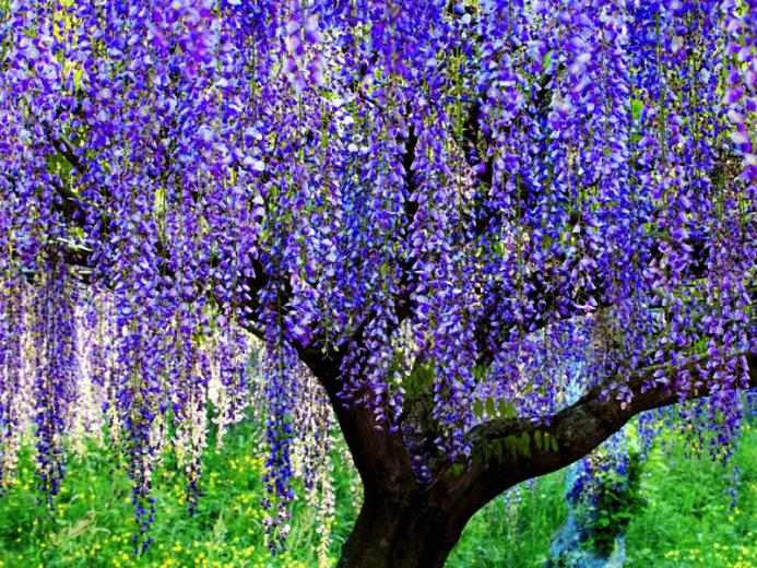 White Wisteria Wallpaper Tree