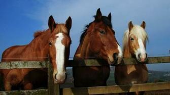 Wallpaper World Horse For Desktop