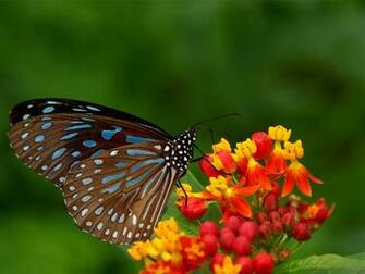 Real Butterfly Desktop Wallpaper HD