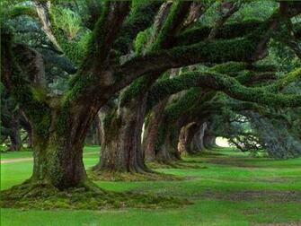 Beautiful Tree Wallpaper