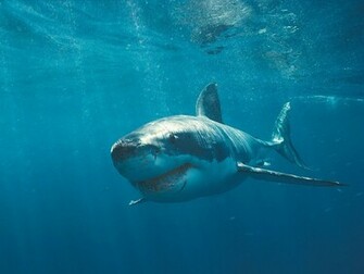 Great White Shark Desktop Wallpaper