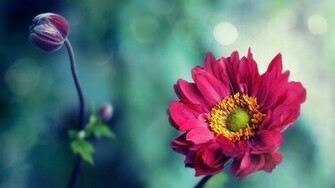 Nature Flowers Pink HD Wallpaper Background For Your