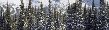Winter Snow Landscape Nature Wallpaper