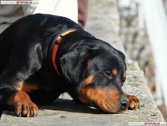Source Url Photos Animaux Pop Wall Image
