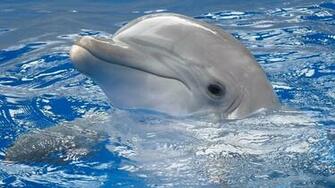 Cute Dolphin Wallpaper