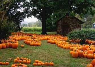 Pumpkin Patch Halloween Autumn Wallpaper
