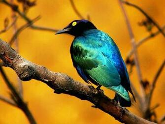 Animals Zoo Park Beautiful Birds Desktop Wallpaper