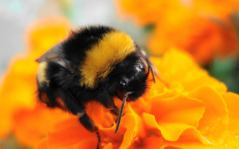 Insects Wallpaper