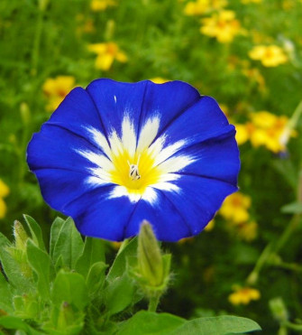 Blue Flower With White Yellow Center Flowers