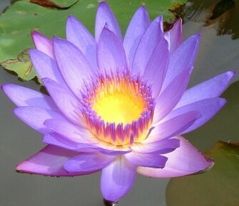 Purple Flower Desktop Wallpaper