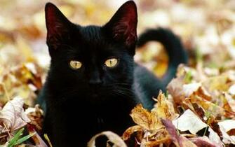 Beautiful Cat Cats Wallpaper