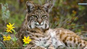 Bobcat Montana Wallpaper