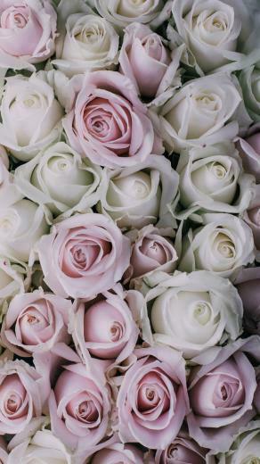 Gorgeous iPhone Plus Wallpaper Preppy