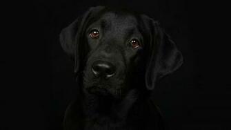 Black Dog Wallpaper The Quotes Land