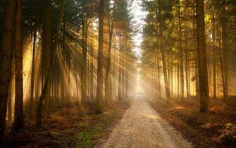 Nature Trees Forest Path Sunlight Wallpaper Background