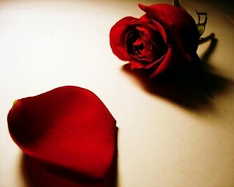 Red Rose Love Wallpaper HD Cool Eyecatching Tatoos
