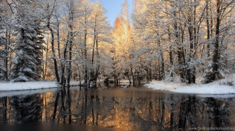Forest Lake Wallpaper