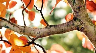 Fall Leaves Desktop Background HD Wallpaper Nature