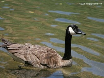 Canadian Goose Wallpaper HD Background Image Pictures