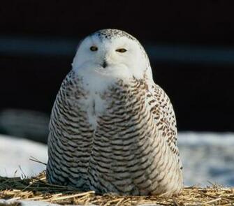 Screensavers For Windows Snowy Owl Owls