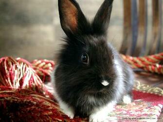 Bunnies Studio Photography Of Bunny No Desktop Wallpaper