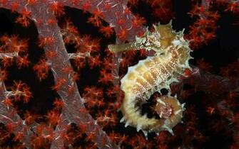 Seahorse Wallpaper HD