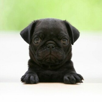 Wallpaper Cute Pug Animal iPad Mini HD