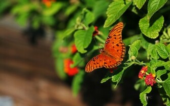 Pretty Little Butterfly Wallpaper