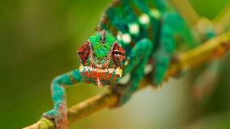 Colorful Chameleon Wallpaper HD Tapandaola111