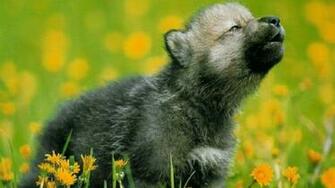Dogs Pets Wallpaper Desktop
