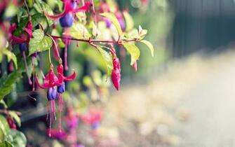 Fuchsia HD Wallpaper Background Image
