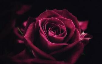 Wallpaper Rose Flower Close Up Petals 4k