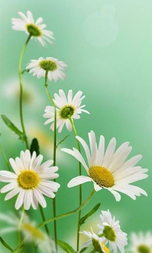 Spring Flowers Live Wallpaper Android Apps On Google Play
