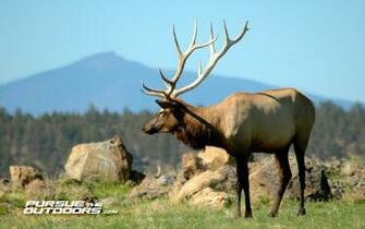 Elk Hunting Wallpaper