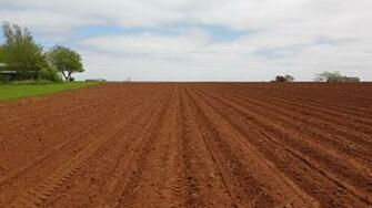 Agronomy Updates June 27th Pei Potato