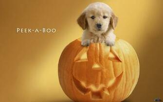Wallpaper Peek A Boo Puppy In Pumpkin X
