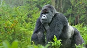 Mountain Gorilla Silverback Rwanda Wallpaper Photo Shared By