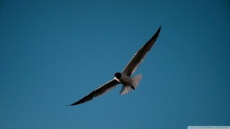 Seagull Wallpaper