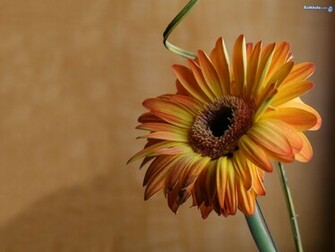 Gerber Daisy Wallpaper