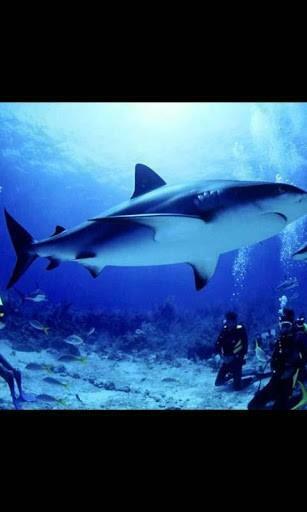 Bigger White Shark 3d Live Wallpaper For Android Screenshot