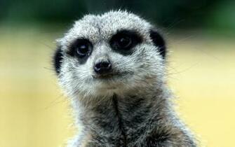 Meerkat Face Wallpaper