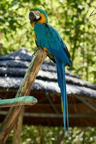 Beautiful Parrot Colorful Feathers Nature Green Leaves Wallpaper