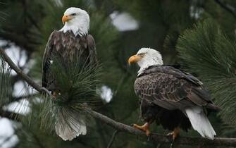 Desktop Bald Eagle American Flag Image Wallpaper 3d HD Pictures