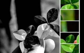 Four Leaf Clovers Android Wallpaper