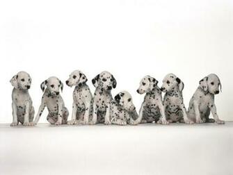 Dalmatian Posters Dog Wallpaper