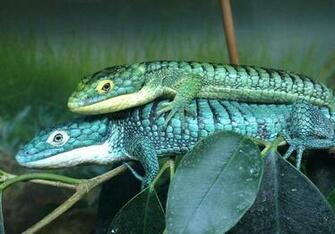 Best Ideas About Alligators Crocodile