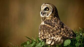 Wild Owl Windows Desktop Background HD Wallpaper 1080p Mac