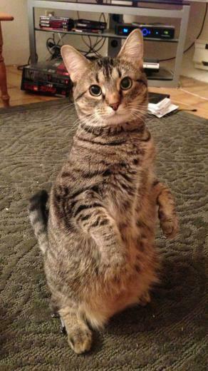 Cat Stand X I